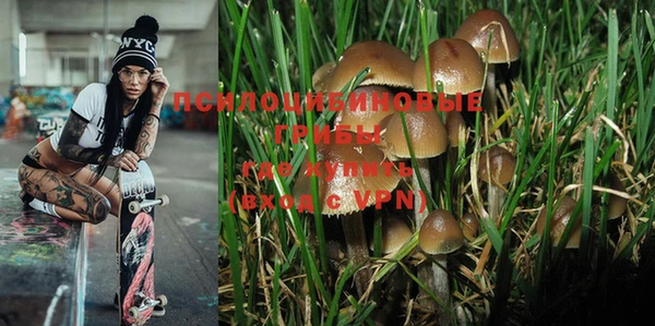 PSILOCYBIN Новокубанск