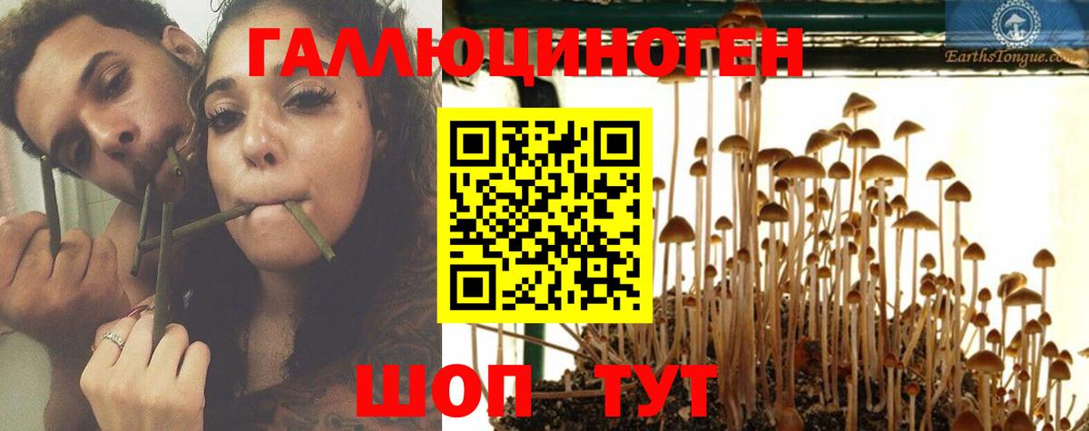 Псилоцибиновые грибы Psilocybe  Владивосток 